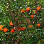 Palma-Orangen