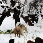 Andratx-Winter-Schnee-Schafe