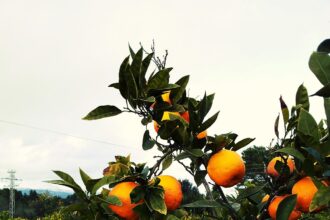 Orangenbaum-Natur