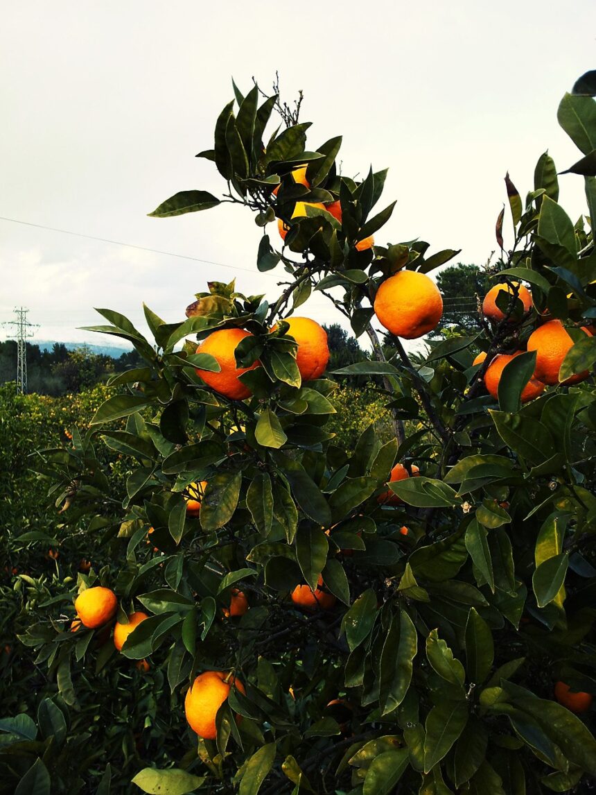 Orangenbaum-Natur