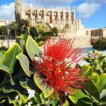 Palma Kathedrale Blume