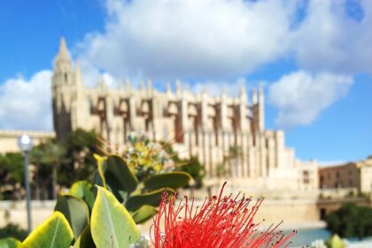 Palma Kathedrale Blume