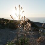 Cap-Formentor-Sonnenaufgang-Meer-Pflanze-Sonnenschein