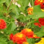 Mallorca-Biniagual-Blumen-Schmetterlinge-2