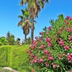 Mallorca-Biniagual-Palmen-Blumen