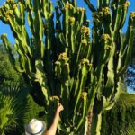 Mallorca-Finca-Petra-Garten-Kaktus