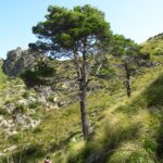 Mallorca-Betlem-Wanderung-Baum