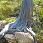 Mallorca-Betlem-Wanderung-Baumstumpf