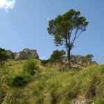 Mallorca-Betlem-Wanderung-Felsen-Berge-Baum