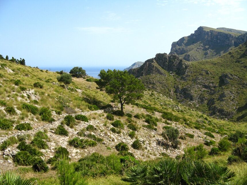 Mallorca-Betlem-Wanderung-Felsen-Berge-Baum-2