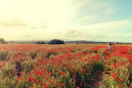 Mallorca-Mohnfeld-Natur-Menschen-Ferne-Maedchen