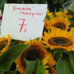 mallorca-markttag-alaro-sonnenblumen