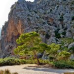 Mallorca-Sa-Calobra-Torrent-de-Pareis-Berge-Felsen-Baeume
