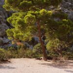 Mallorca-Sa-Calobra-Torrent-de-Pareis-Berge-Felsen-Baum