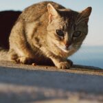 Mallorca-Cap-Formentor-Leuchtturm-Getigerte-Katze