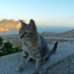 Mallorca-Cap-Formentor-Leuchtturm-Getigerte-Katze-Ausblick-Meer