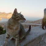 Mallorca-Cap-Formentor-Leuchtturm-Getigerte-Katze-Ausblick-Meer-2