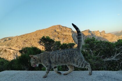 Mallorca-Cap-Formentor-Leuchtturm-Getigerte-Katze-Spaziergang-Mauer-2