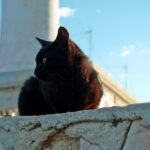 Mallorca-Cap-Formentor-Leuchtturm-Schwarze-Katze-2