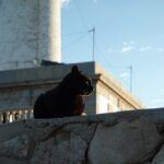 Mallorca-Cap-Formentor-Leuchtturm-Schwarze-Katze-3