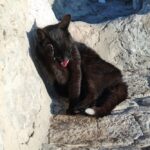 Mallorca-Cap-Formentor-Leuchtturm-Schwarze-Katze-Putzen