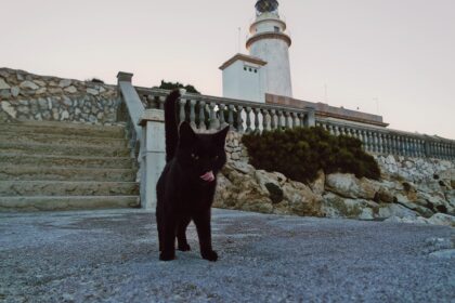 Mallorca-Cap-Formentor-Leuchtturm-Schwarze-Katze-Zunge