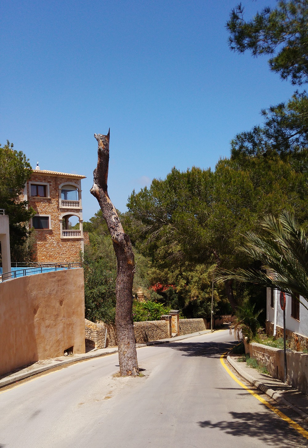 Mallorca Cala Llombards Anfahrt Strasse Baum