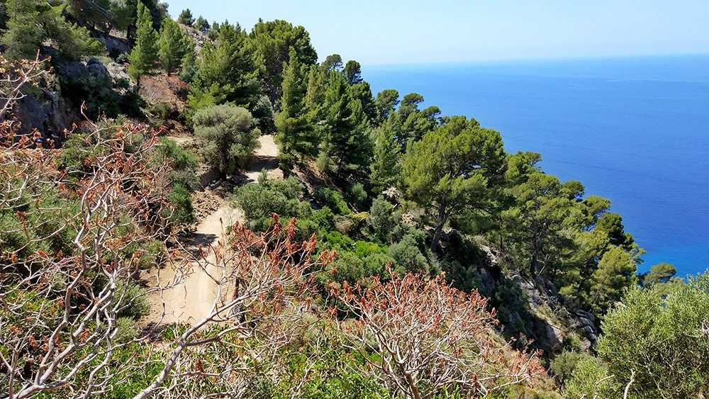 Mallorca-Sa-Foradada-Wanderung--Weg-Baeume