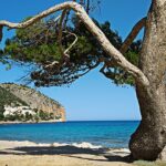Mallorca-Strandfueher-Canyamel-Baum