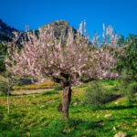 Mallorca Mandelbluete Fruehling 10