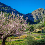Mallorca Mandelbluete Fruehling 11