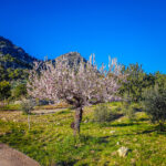 Mallorca Mandelbluete Fruehling 21