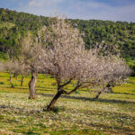 Mallorca Mandelbluete Fruehling 7