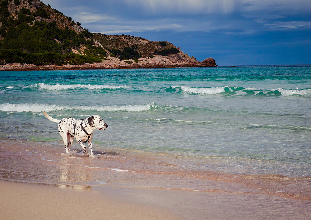 Mallorca Hunde Winter Strand Cala Agulla Cala Ratjada