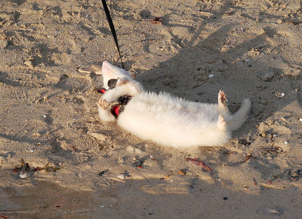 Mallorca-Hunde-Winter-Strand-Playa-de-Palma-Frettchen