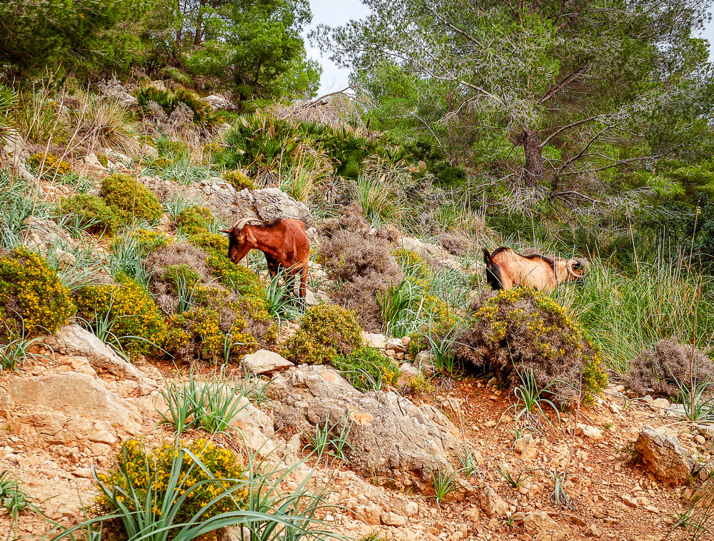 Mallorca Cala Ratjada Agulla Wanderung Ziegen