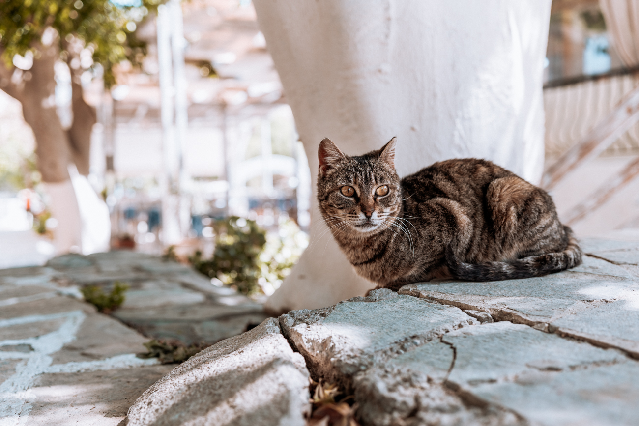 Kreta-Katze-Urlaub